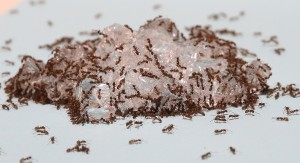 sugar-ants2